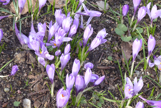 Krokusse im Husumer Schloßgarten