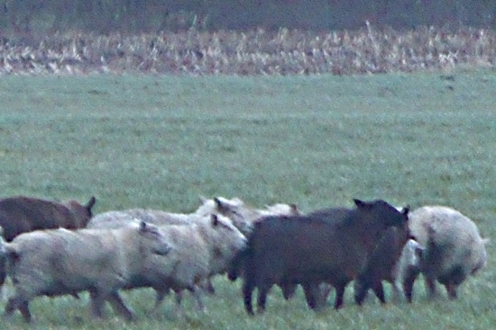 Schafherde auf einer Wiese bei Drelsdorf