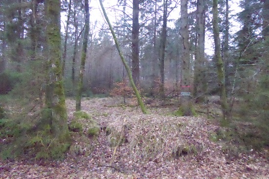 Waldlichtung bei Drelsdorf