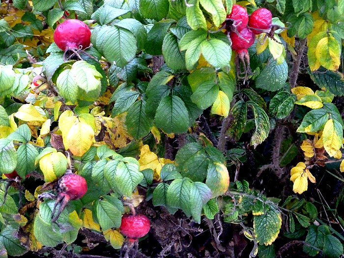 foehr62