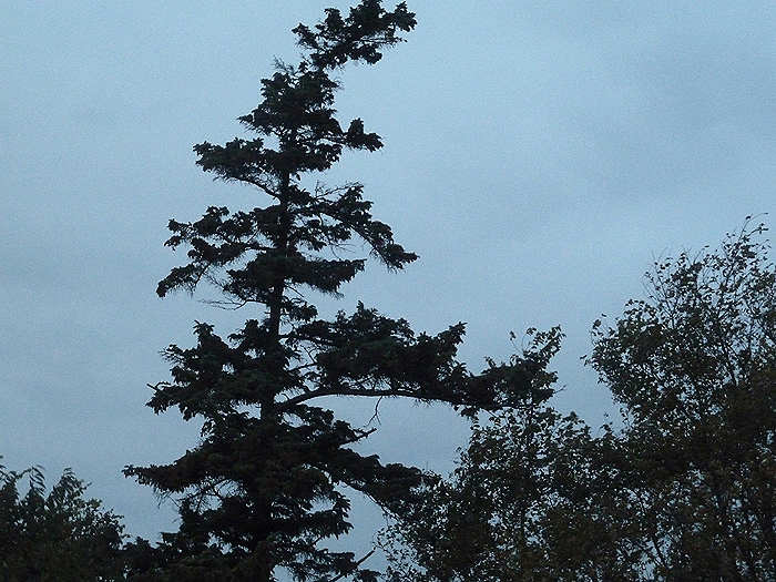 foehr68