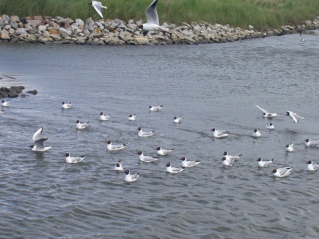 hooge092