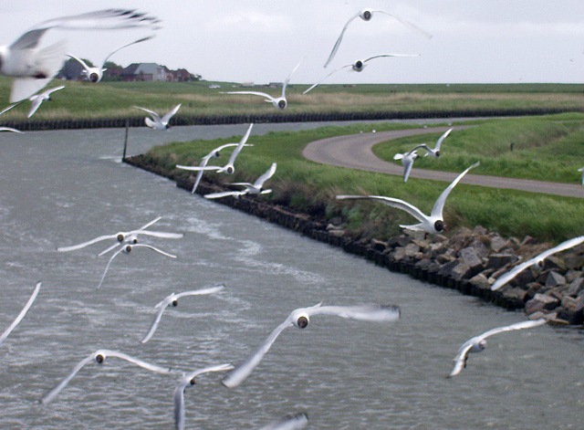 hooge094