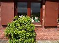 hooge076