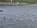 hooge092