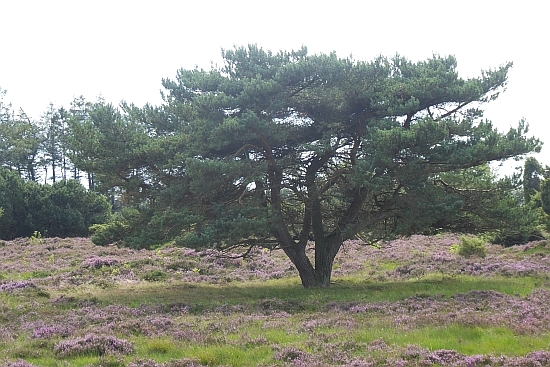 Löwenstedter Sandberge