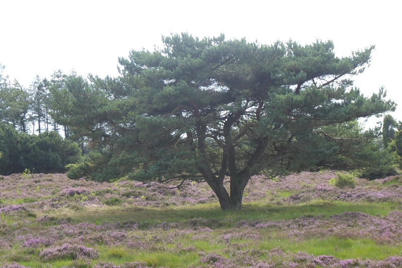 loewenstedt002