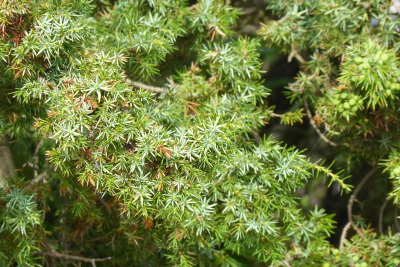 loewenstedt025
