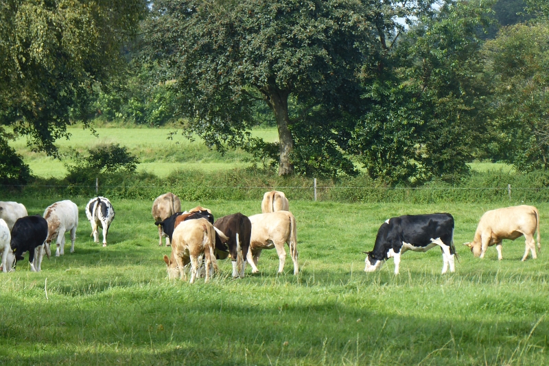 loewenstedt066